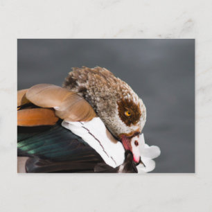 Egyptian Goose Vykort