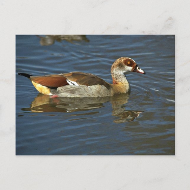 Egyptian Goose Vykort (Framsida)