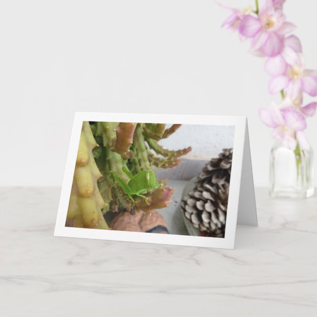 Egyptian Grashopper Nymph on Carrion Cactus Plant Kort (Orkide)