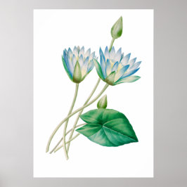 Egyptian Lotus Flower Print by P.J. Redouté Poster