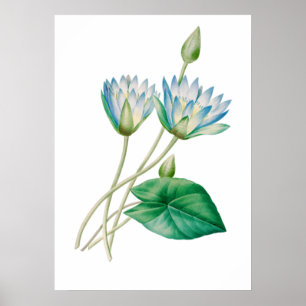 Egyptian Lotus Flower Print by P.J. Redouté Poster