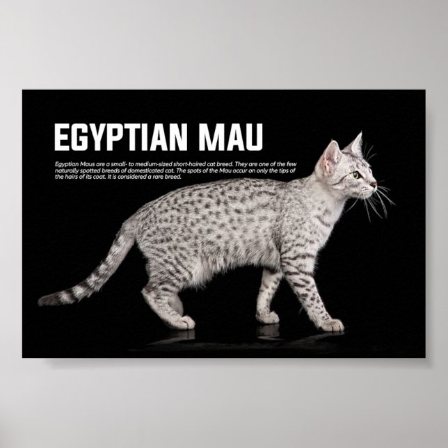Egyptian Mau Cat Breed Poster (Framsidan)