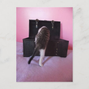 Egyptian Mau Mix-kattkort Vykort