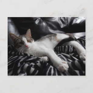 Egyptian Mau Mix Söt cat Postcard Vykort