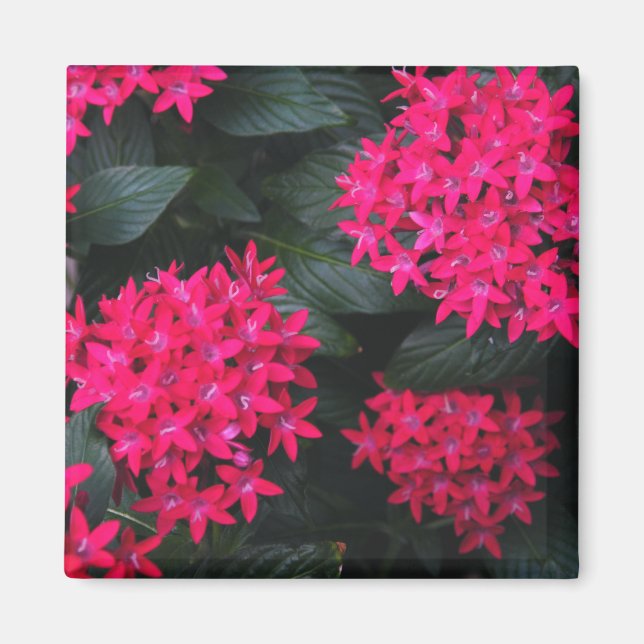 Egyptian Star Cluster Magnet (Framsidan)