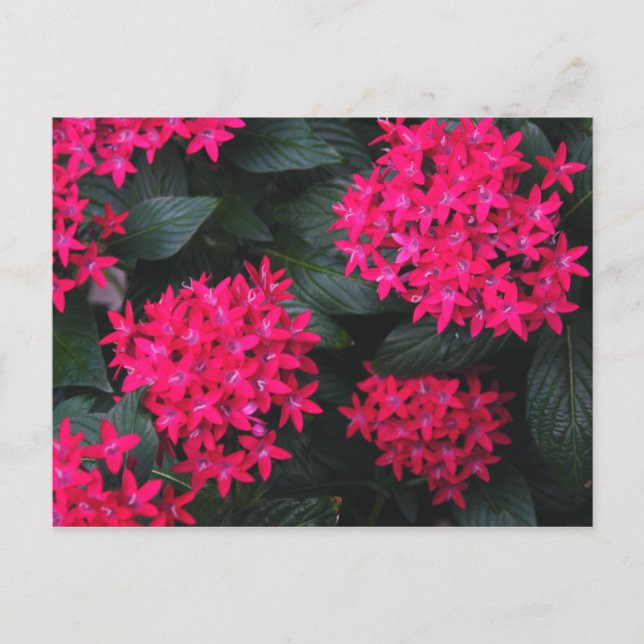 Egyptian Star Flower Postcard Vykort (Framsida)