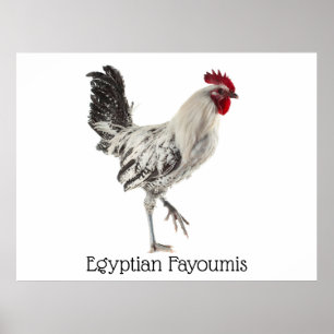 Egyptisk Fayoumis tupp Poster