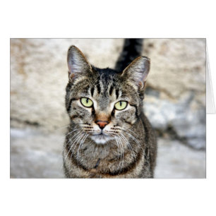 Egyptisk katt hälsningskort