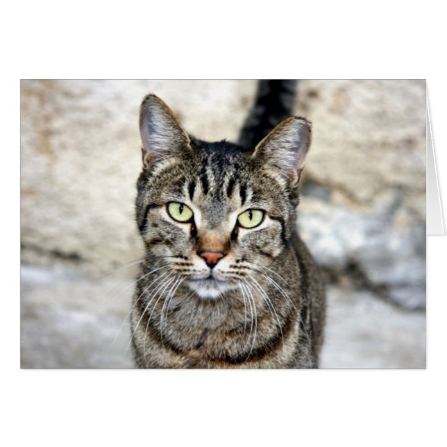 Egyptisk katt hälsningskort (Framsidan Horizontal)