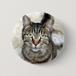 Egyptisk katt knapp