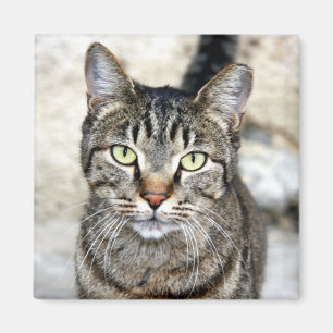 Egyptisk katt magnet