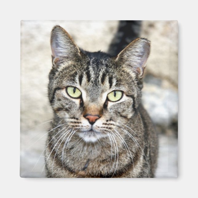 Egyptisk katt magnet (Framsidan)