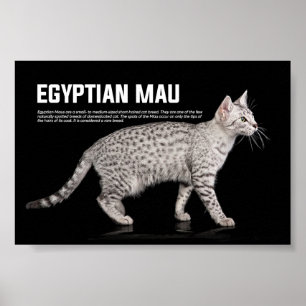 Egyptisk mau Cat Breed Poster