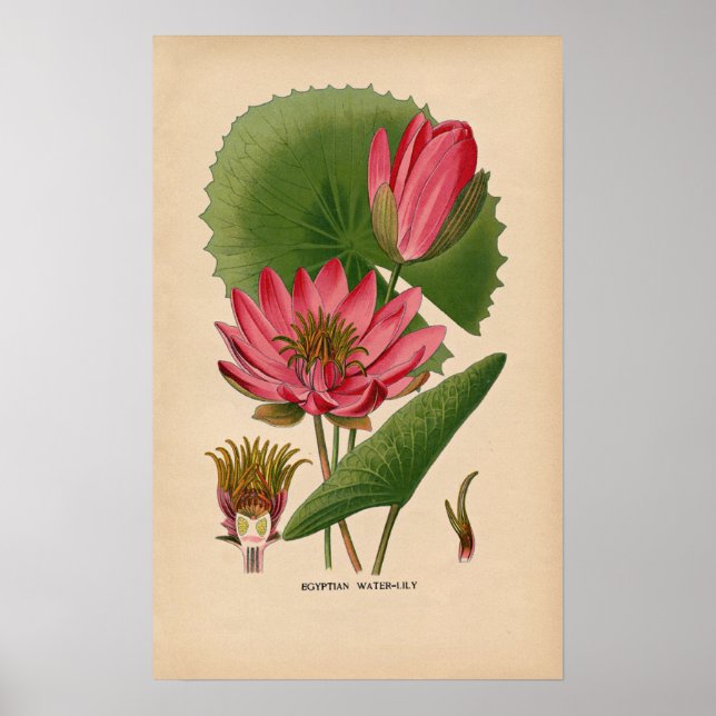 Egyptisk Rosa Vatten Lily | Vintage Botaniskt utsk Poster (Framsidan)
