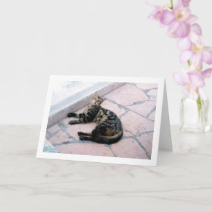 Egyptisk vildkatt kort