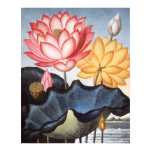 Egyptiska bönan i helig