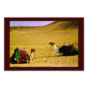 Egyptiska Camels Fototryck
