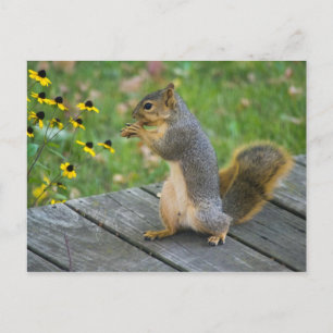 Eichhörnchen mit Keks/Squirrel med cookie Vykort