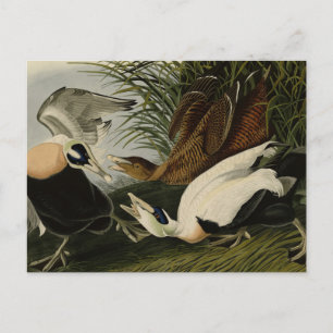Eider Anka, Common Eider, Audubon Birds of America Vykort