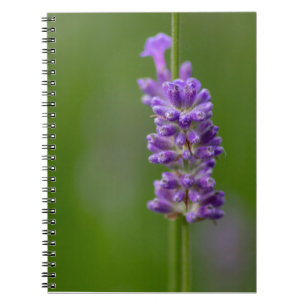 Ein beruhigender Hauch von Lavendel... Anteckningsbok