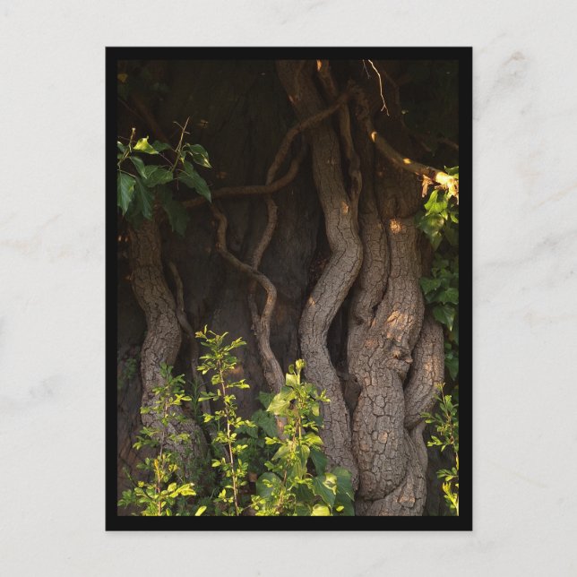 Eine alte Weinrebe umwächst einen Baum Vykort (Framsida)