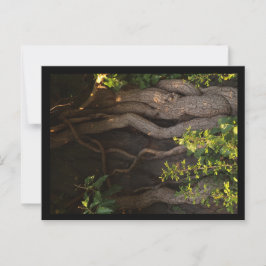 Eine alte Weinrebe umwächst einen Baum Vykort