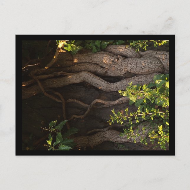 Eine alte Weinrebe umwächst einen Baum Vykort (Framsida)