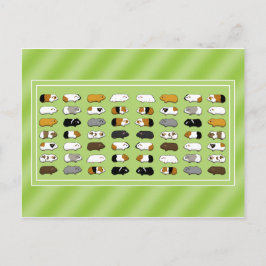 Eine Postkarte mit Meerschweinchen Vykort