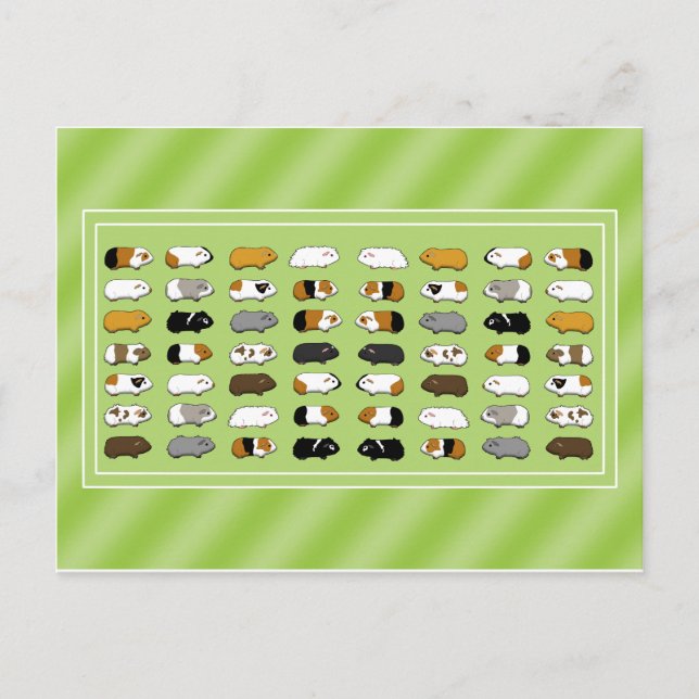 Eine Postkarte mit Meerschweinchen Vykort (Framsida)