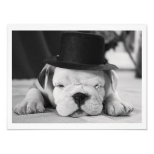 "Einstein" English Bulldog Puppy Fototryck