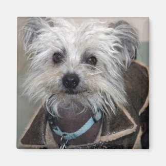 Einstein-Hund Magnet