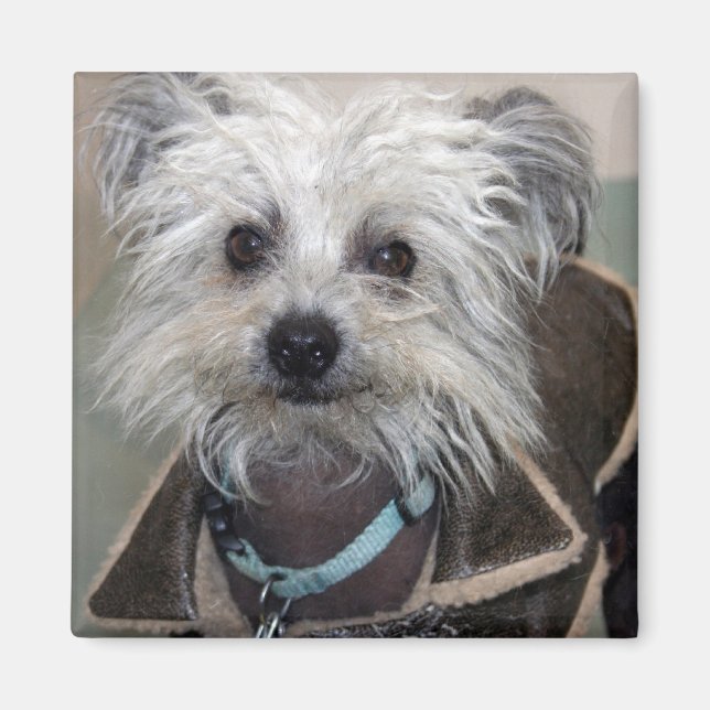 Einstein-Hund Magnet (Framsidan)