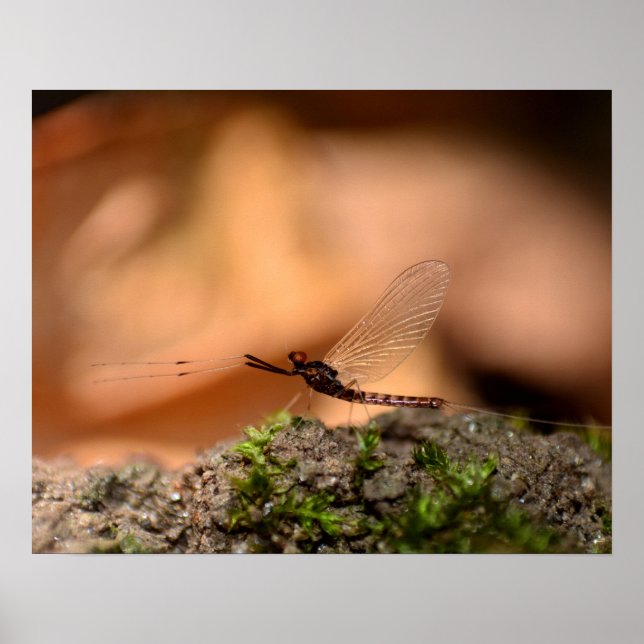 Eintagsfliege Poster (Framsidan)