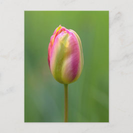 Einzelne Tulpe Vykort