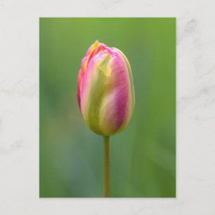 Einzelne Tulpe Vykort