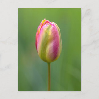 Einzelne Tulpe Vykort