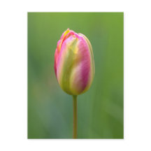 Einzelne Tulpe