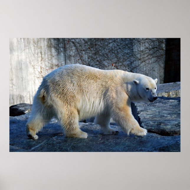 Eisbaer Poster (Framsidan)