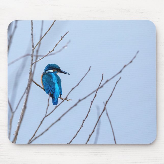 Eisvogel im Ansitz Musmatta (Framsidan)