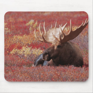 Ej tillämpligt, USA, Alaska, Denali nationalpark, Musmatta