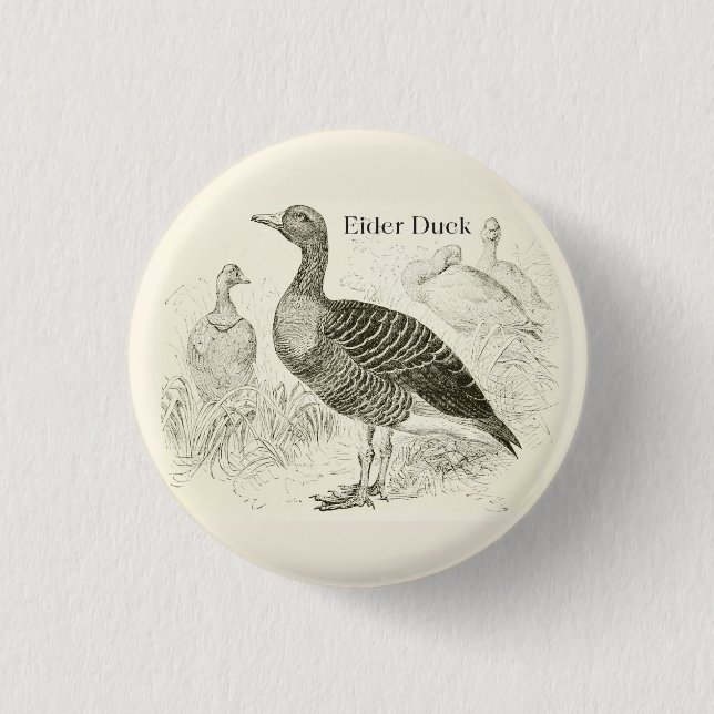 Ejderduckknapp Knapp (Framsida)