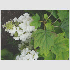 Ekbladig Hortensia