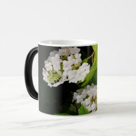 Ekbladshydrangea Magisk Mugg