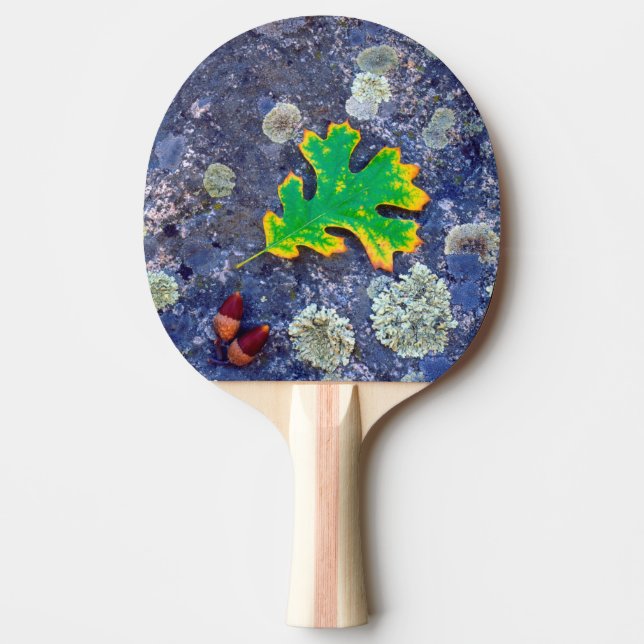 Eklöv och ekollon på en lavklädd sten pingisracket (Framsidan)