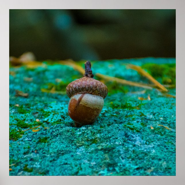 EKOLLON POSTER (Framsidan)