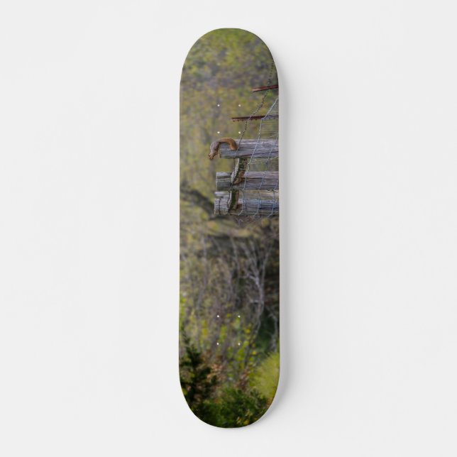 ekorns fästpunkt mini skateboard bräda 18,5 cm (Framsida)