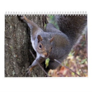 Ekorrar av den Saltus Fidelis kalendern Kalender
