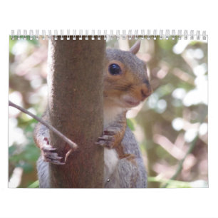 ekorrar kalender