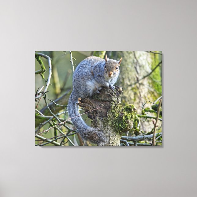 ekorre canvastryck (Framsida)