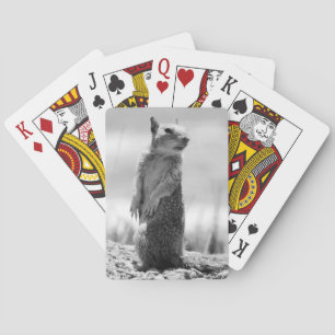 ekorre casinokort